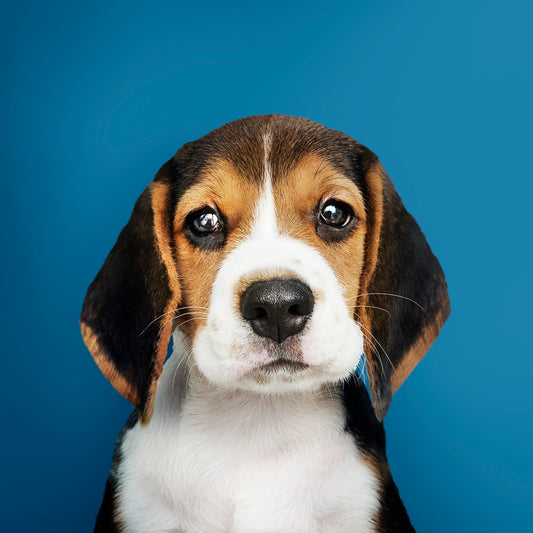 Votre chien en Pop Art - Studio Pop Art